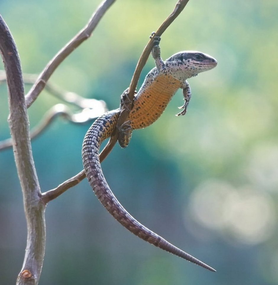Цепкохвостый сцинк