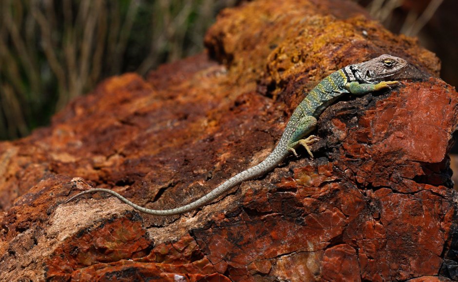 Трёхлинейчатая ящерица