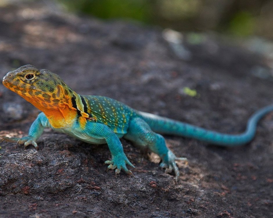 Разноцветная ящерица агама