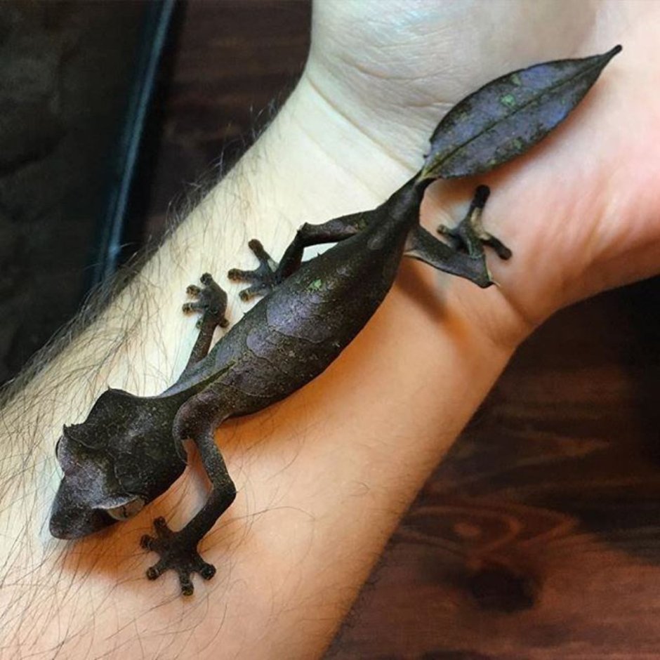 Ушастый геккон бананоед