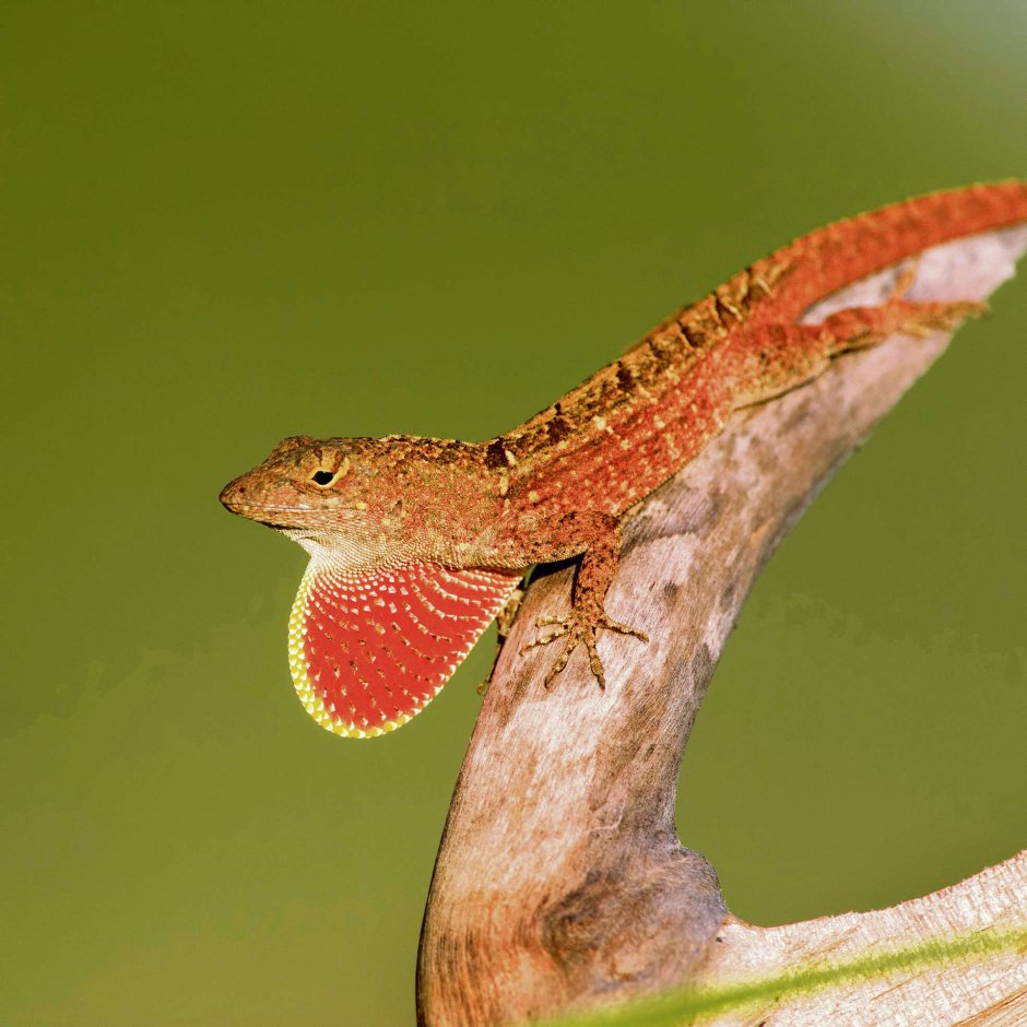 Anolis sagrei