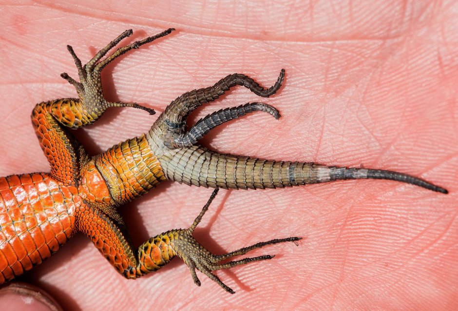 Ящерицын хвост