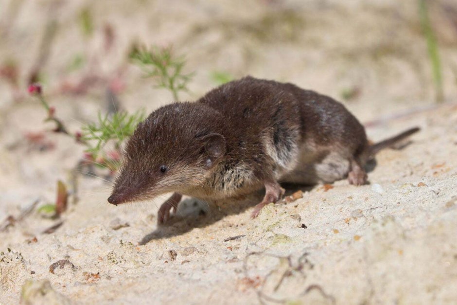 Sorex alaskanus