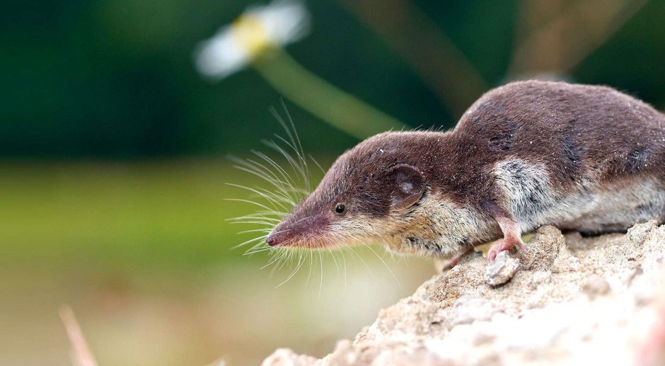 Sorex minutus