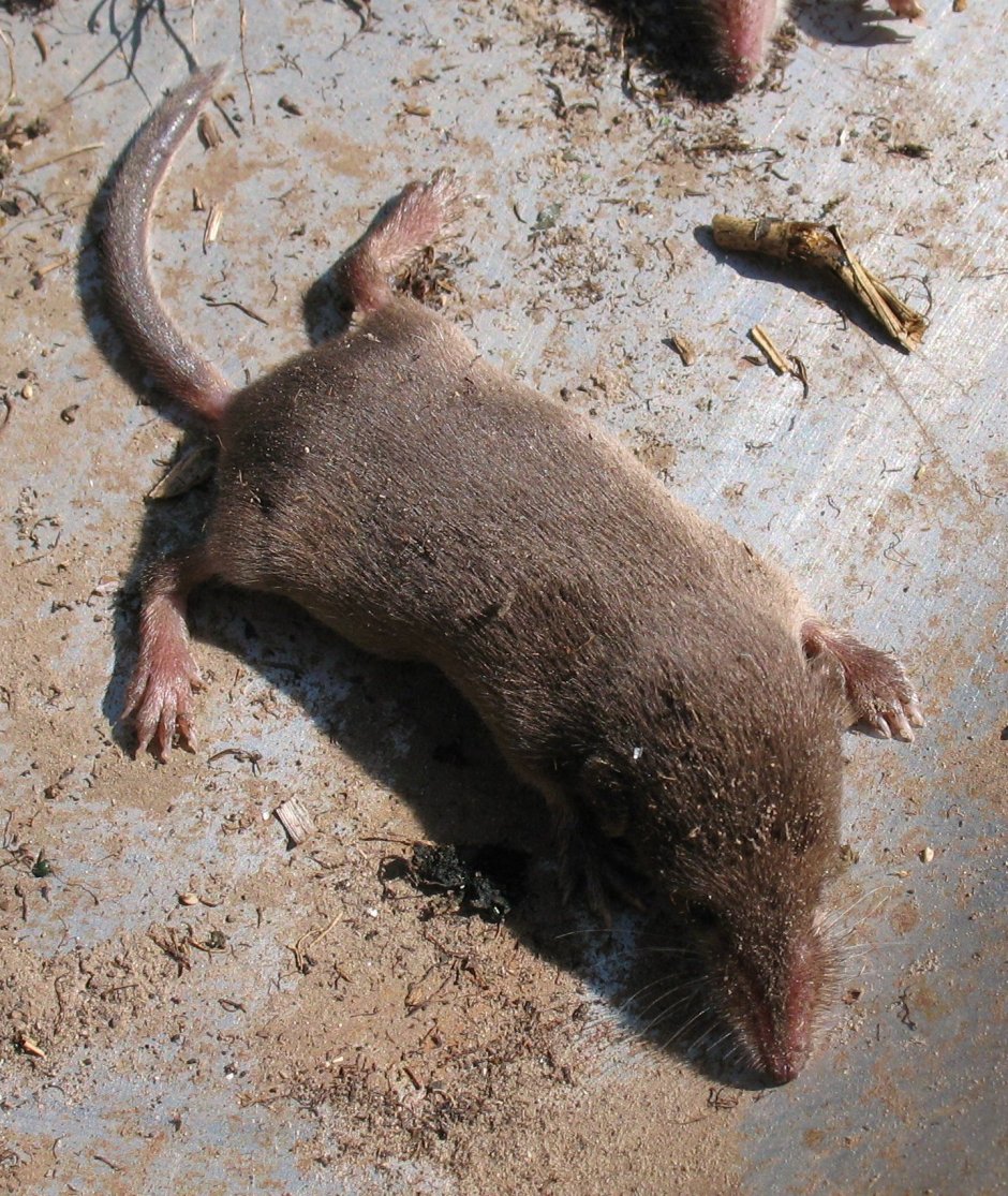 Крот обыкновенный (talpa europaea)