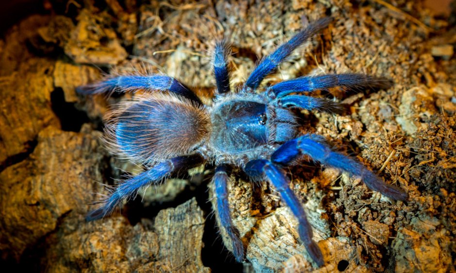 Pterinopelma sazimai