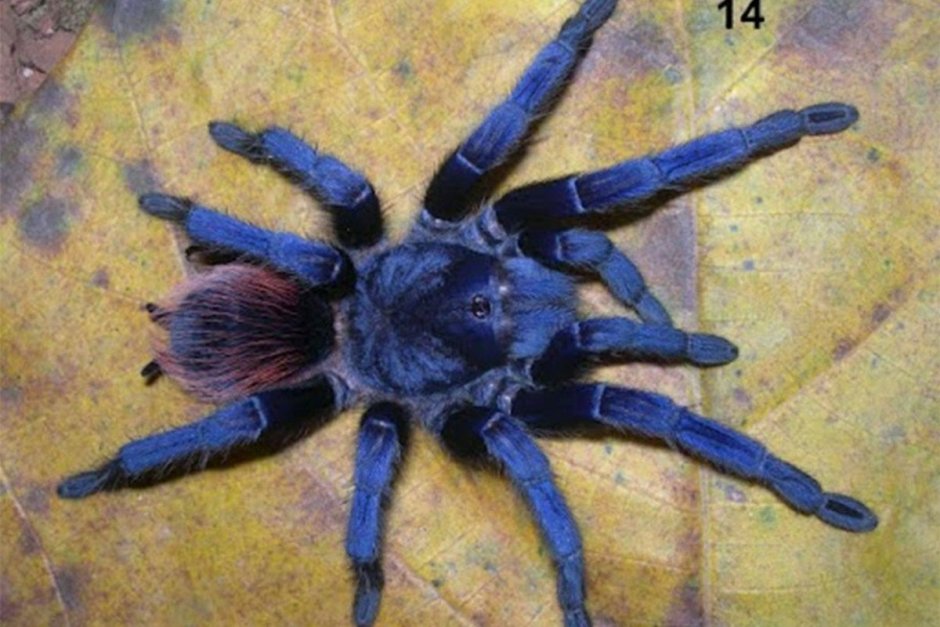 Pterinopelma sazimai l2-3