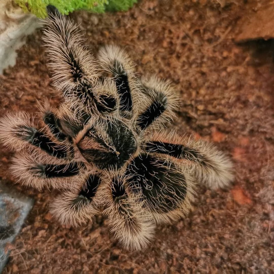 Pterinopelma sazimai