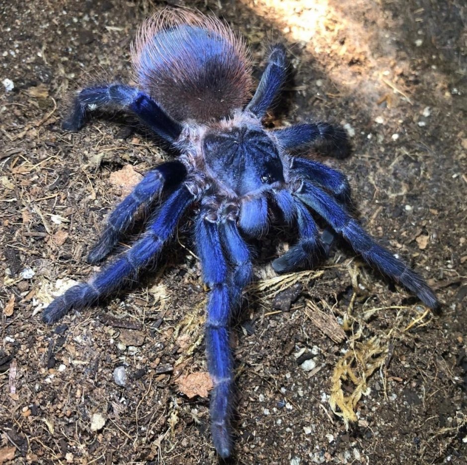 Pterinopelma sazimai самец