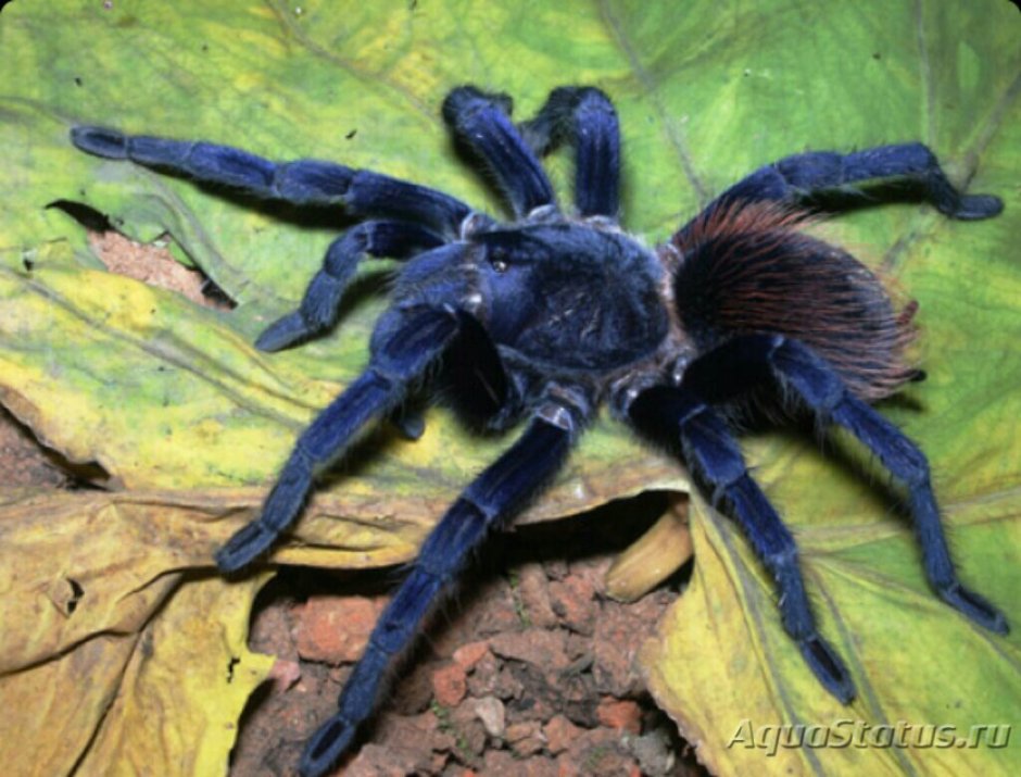 Паук Pterinopelma sazimai