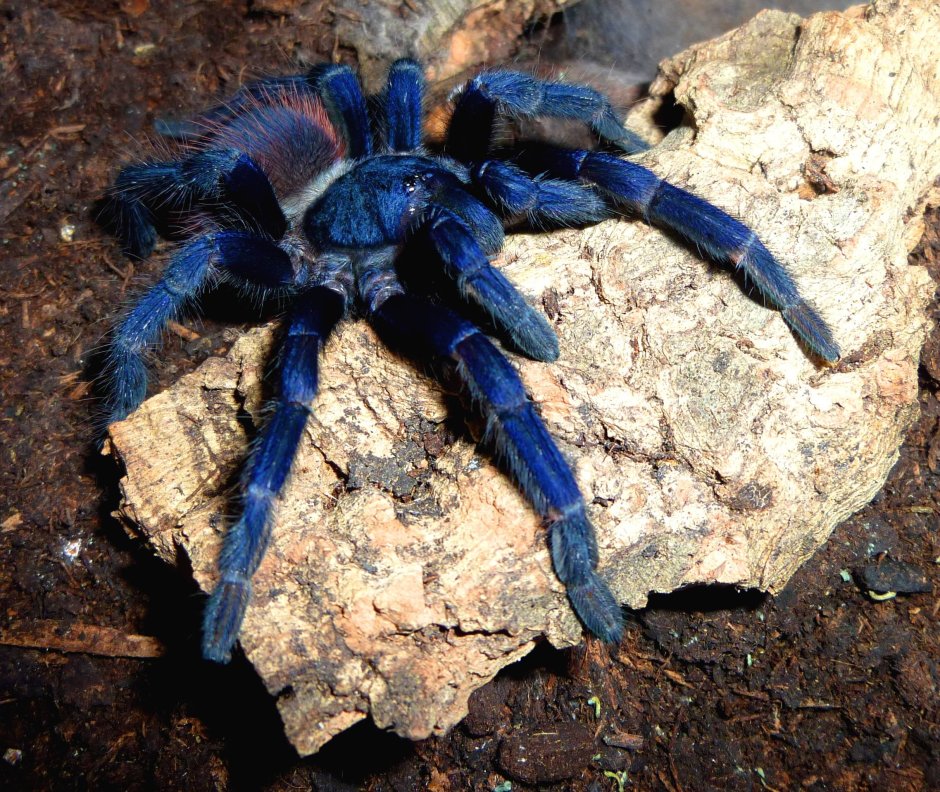 Pterinopelma sazimai самец
