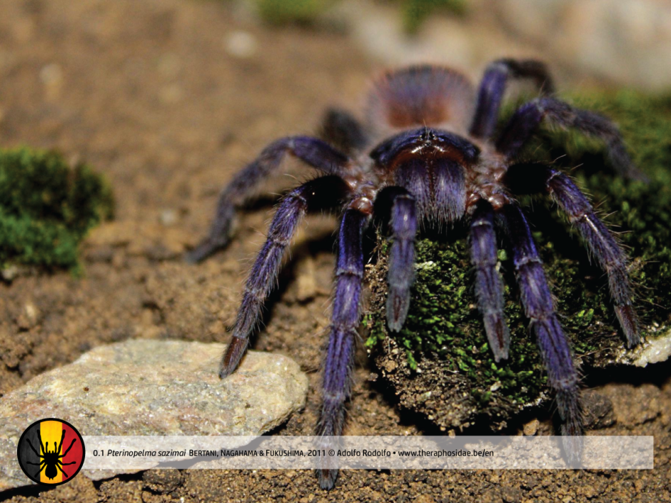 Pterinopelma sazimai