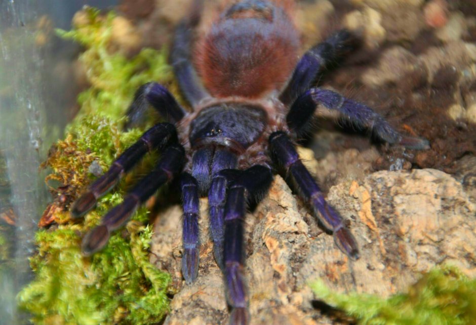 Poecilotheria Metallica паук
