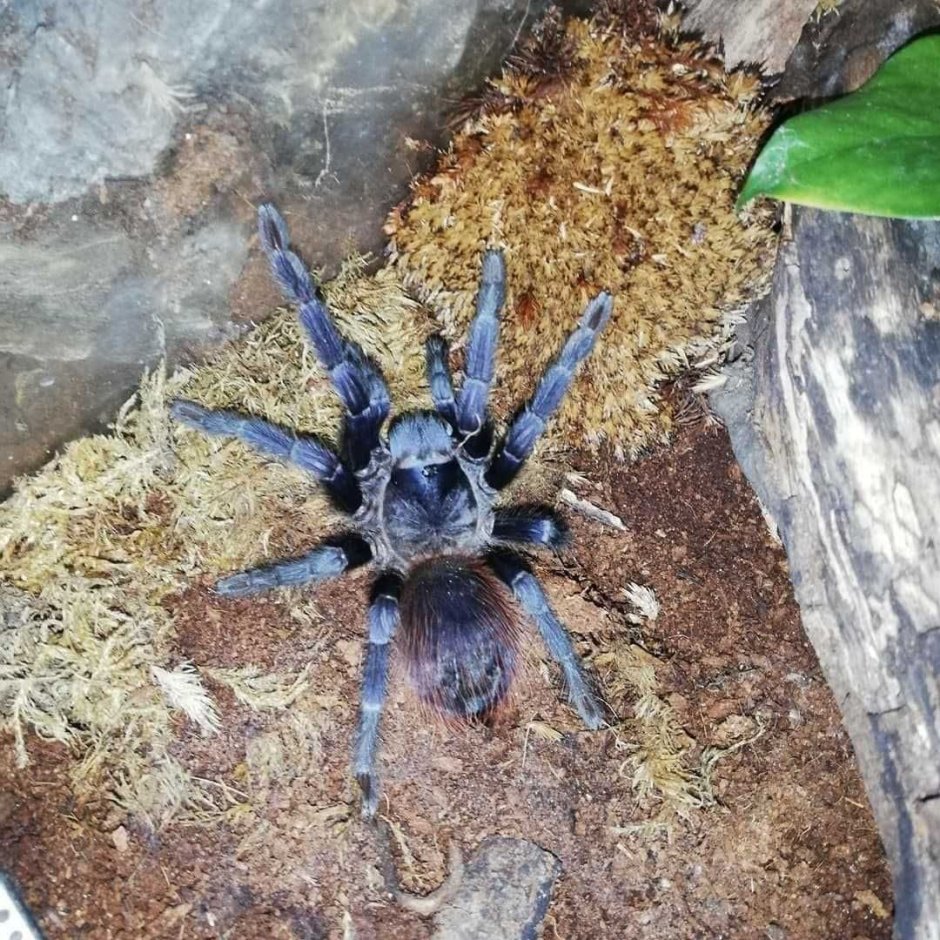 Паук птицеед Tapinauchenius violaceus