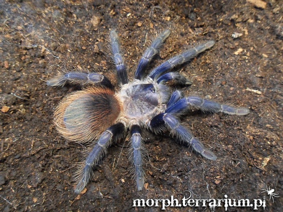 Pterinopelma sazimai