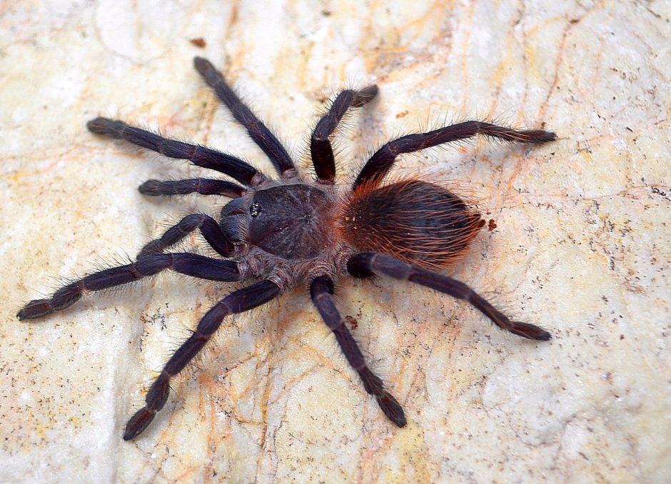 Pterinopelma sazimai цена