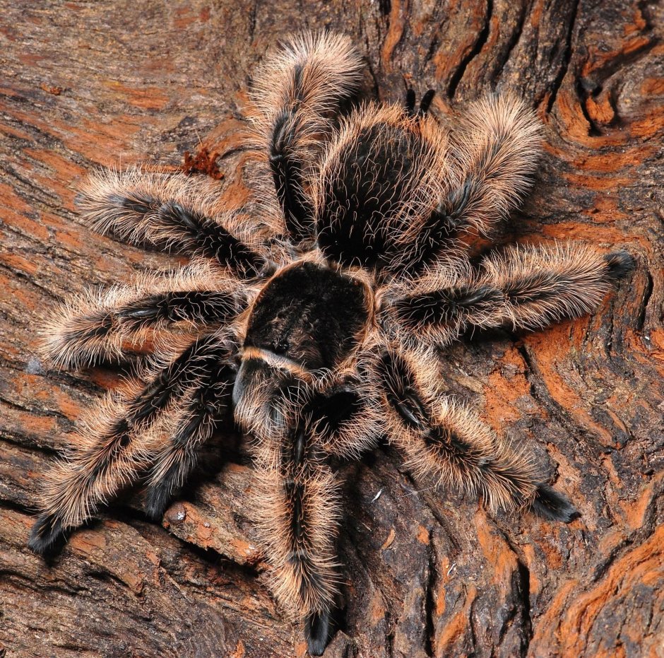 Pterinopelma sazimai