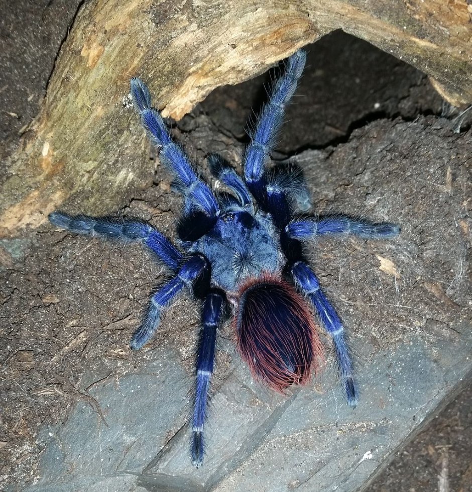Pterinopelma sazimai самец