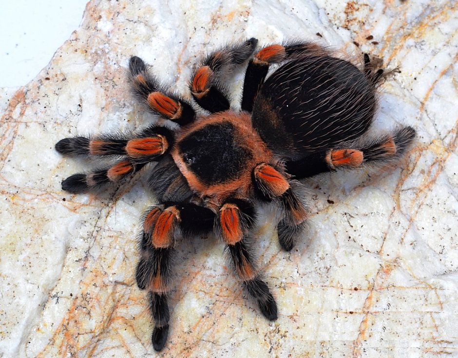 Синий птицеед Poecilotheria Metallica