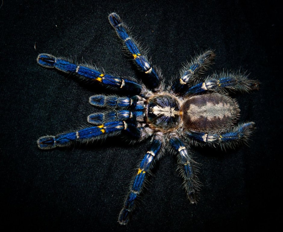 Brachypelma albopilosum l5