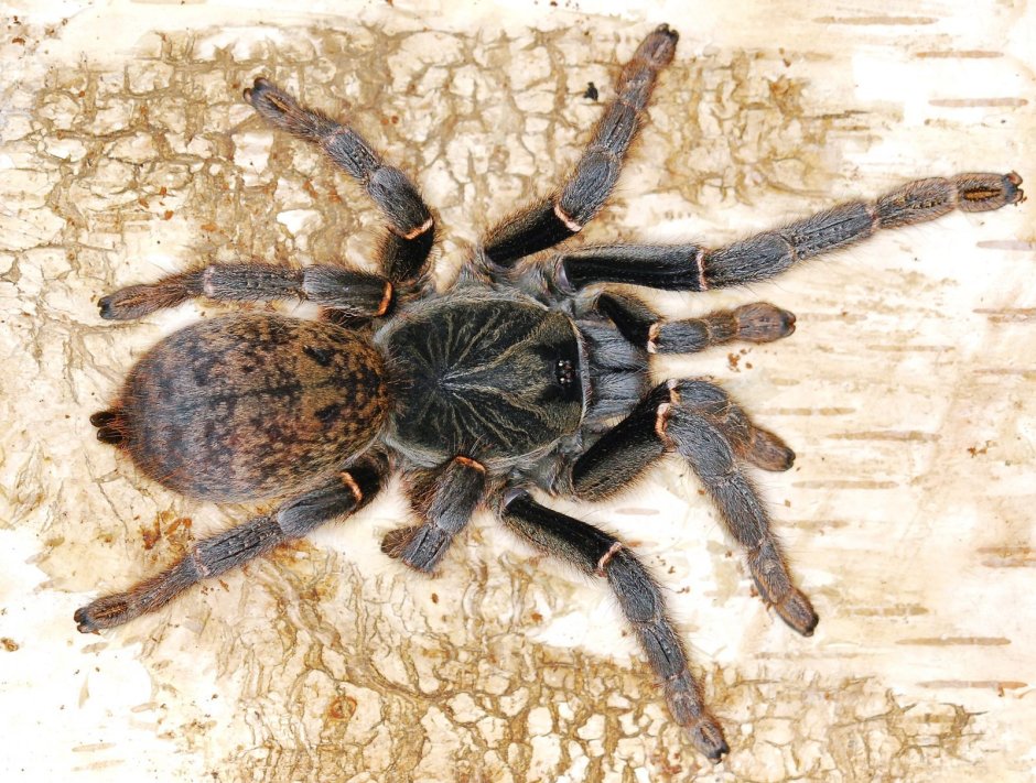 Pterinopelma sazimai маленький