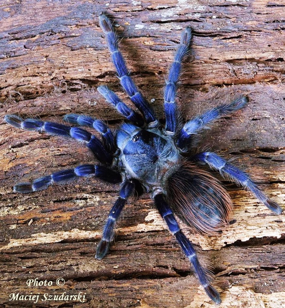 Orphnaecus SP Blue Panay