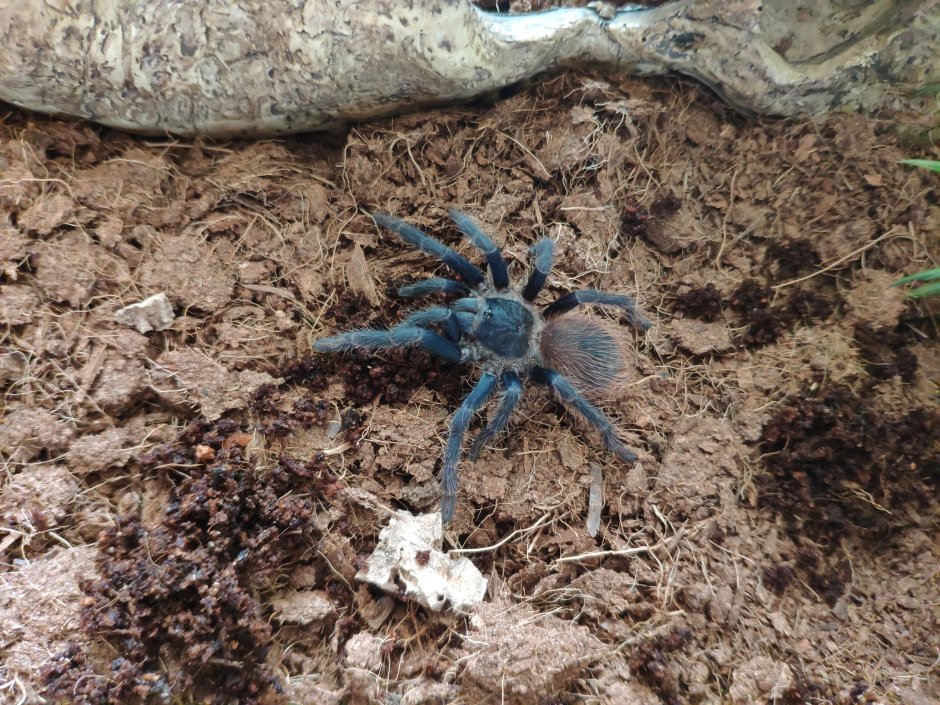 Паук-птицеед Harpactira pulchripes