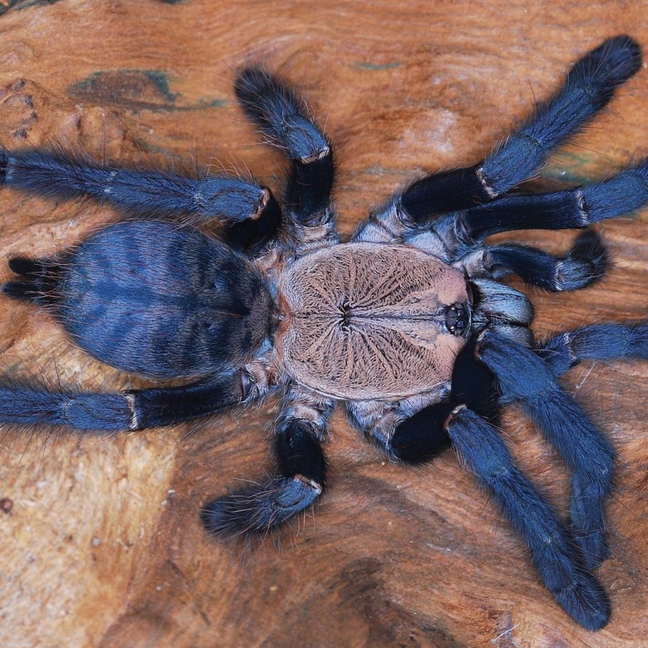 Caribena versicolor (ex.Avicularia versicolor) скажите, какой характер этого паучка?
