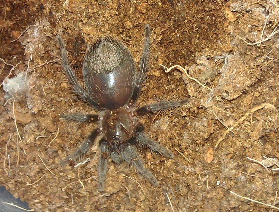 Паук-птицеед Chromatopelma cyaneopubescens