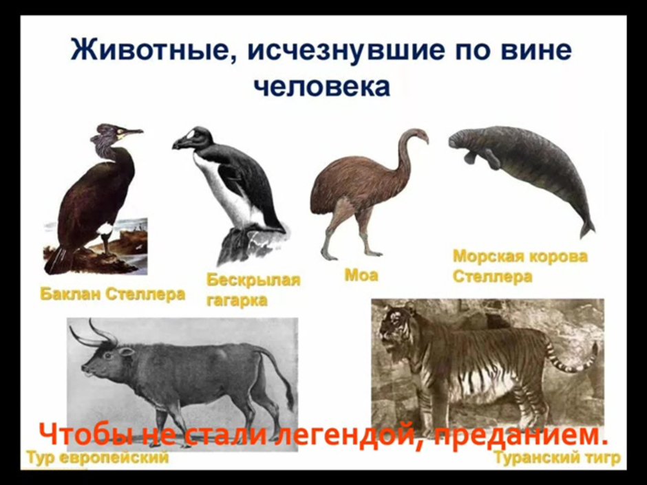 Животные которые вымерли по вине человека
