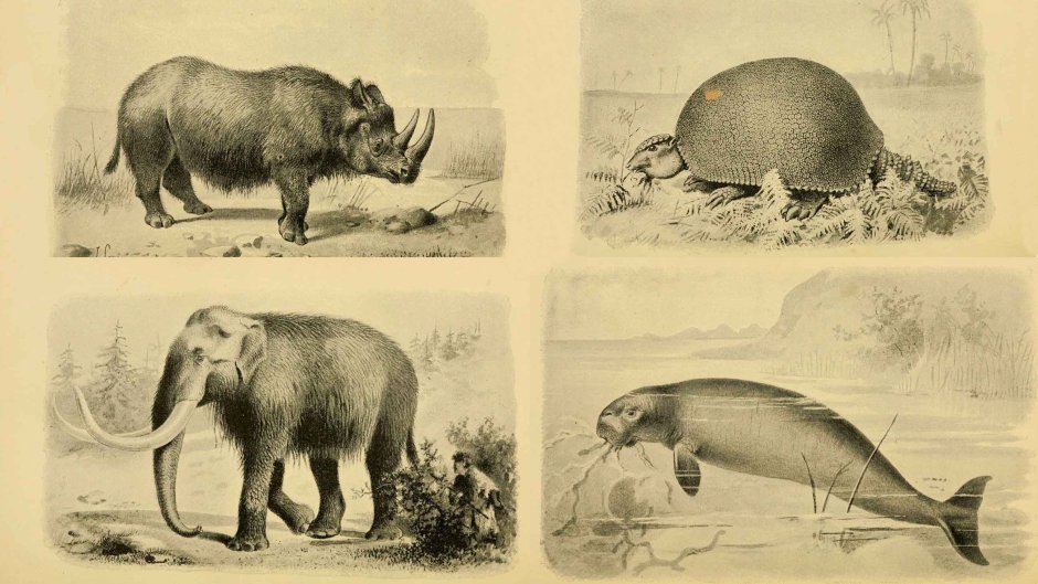 Extinct animals species