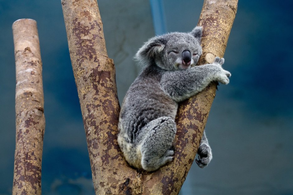 Коала на бамбуке