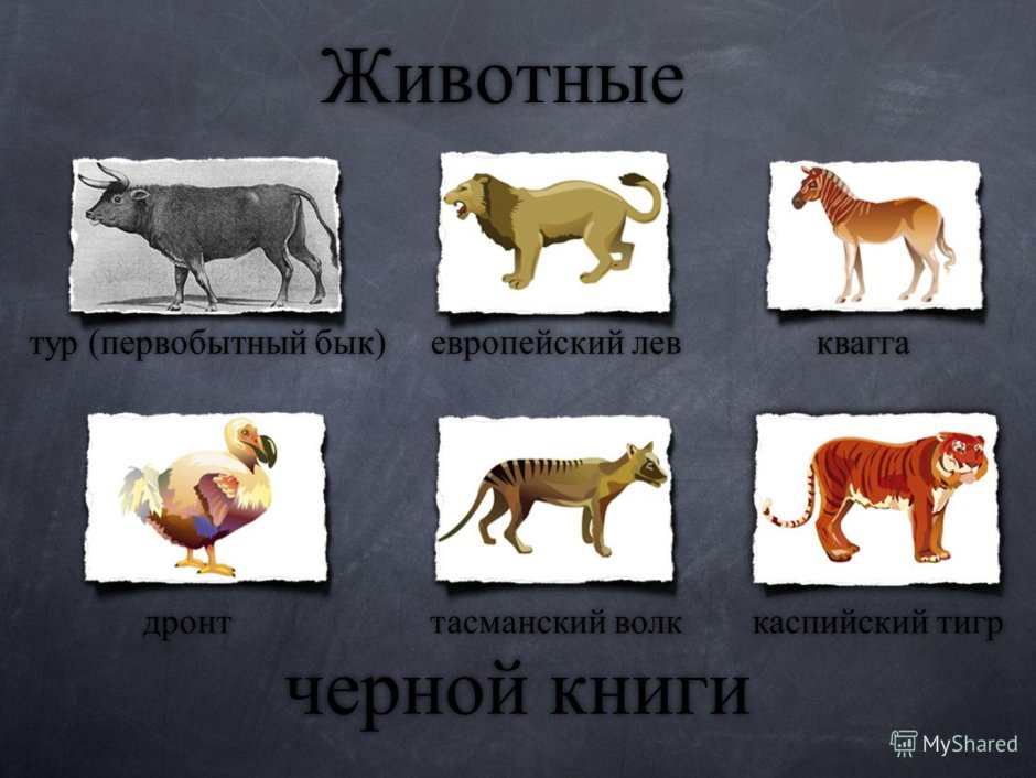 Чёрная книга вымерших животных и растений