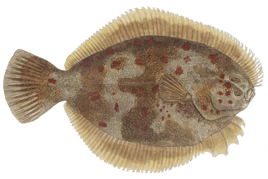 Flounder рыба камбала