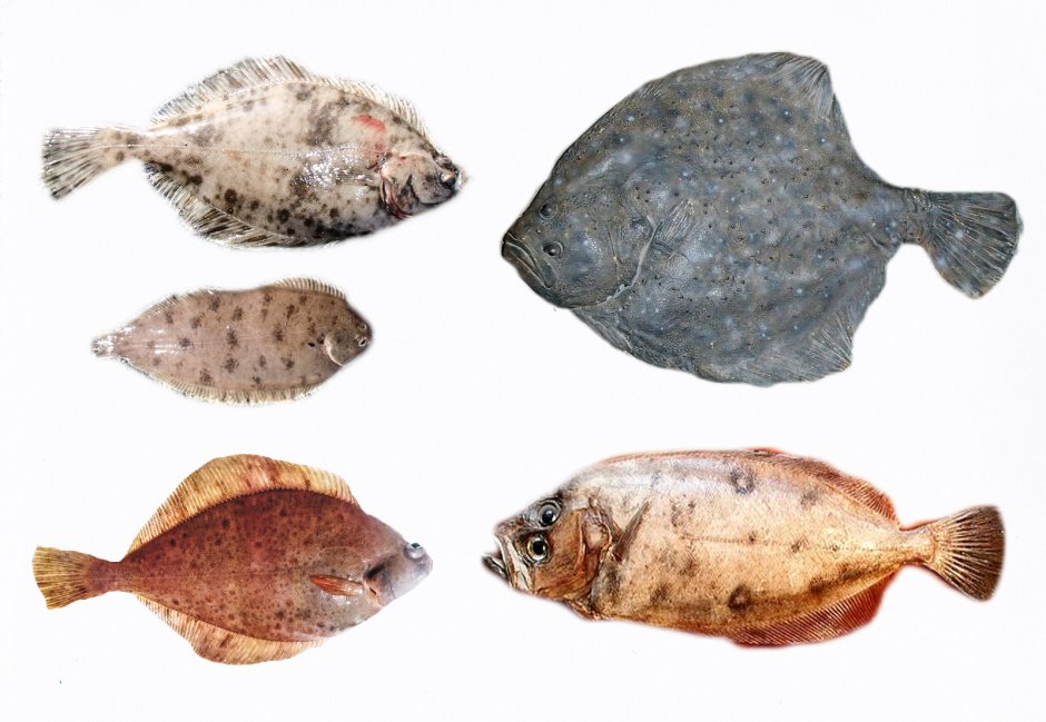 Lepidorhombus whiffiagonis