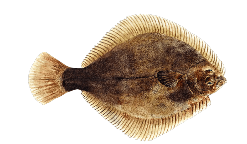 Flounder рыба