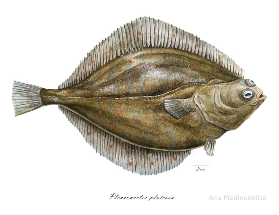 Морская камбала (pleuronectes platessa)