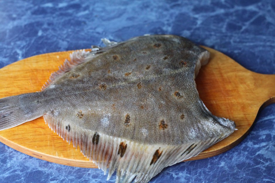 Морская камбала