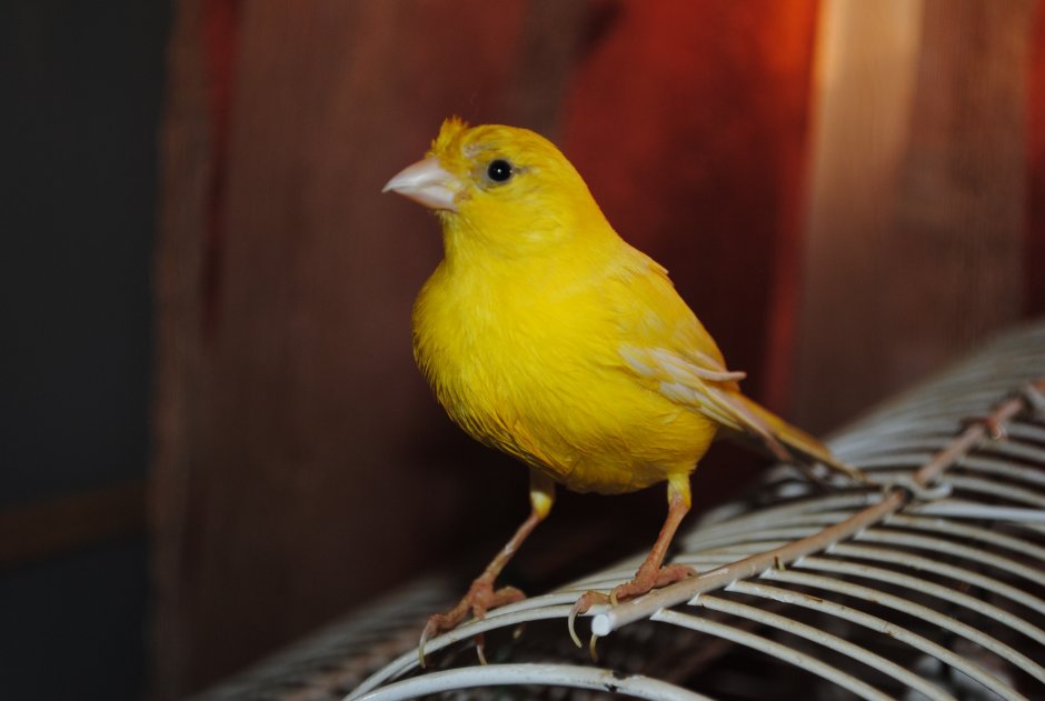 Timbrado Cage
