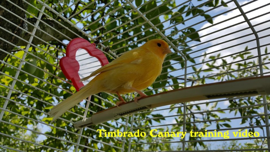 Listen to the Birds