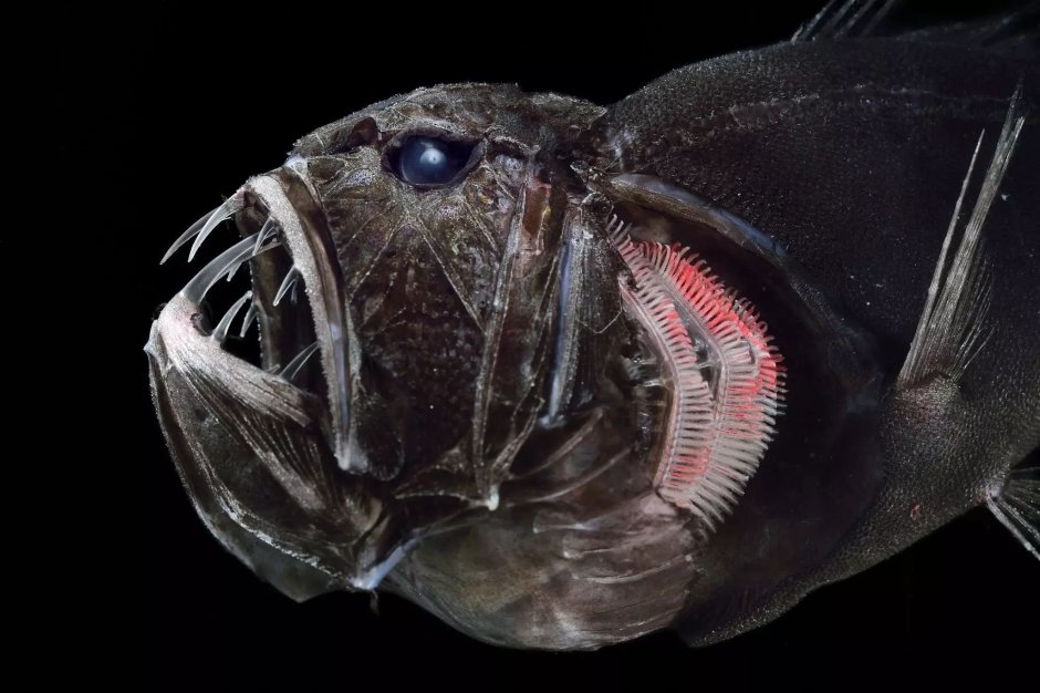 Саблезуб (Anoplogaster cornuta)