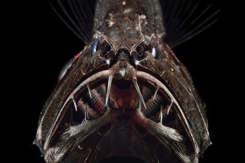 Длиннорогий Саблезуб (Anoplogaster cornuta)