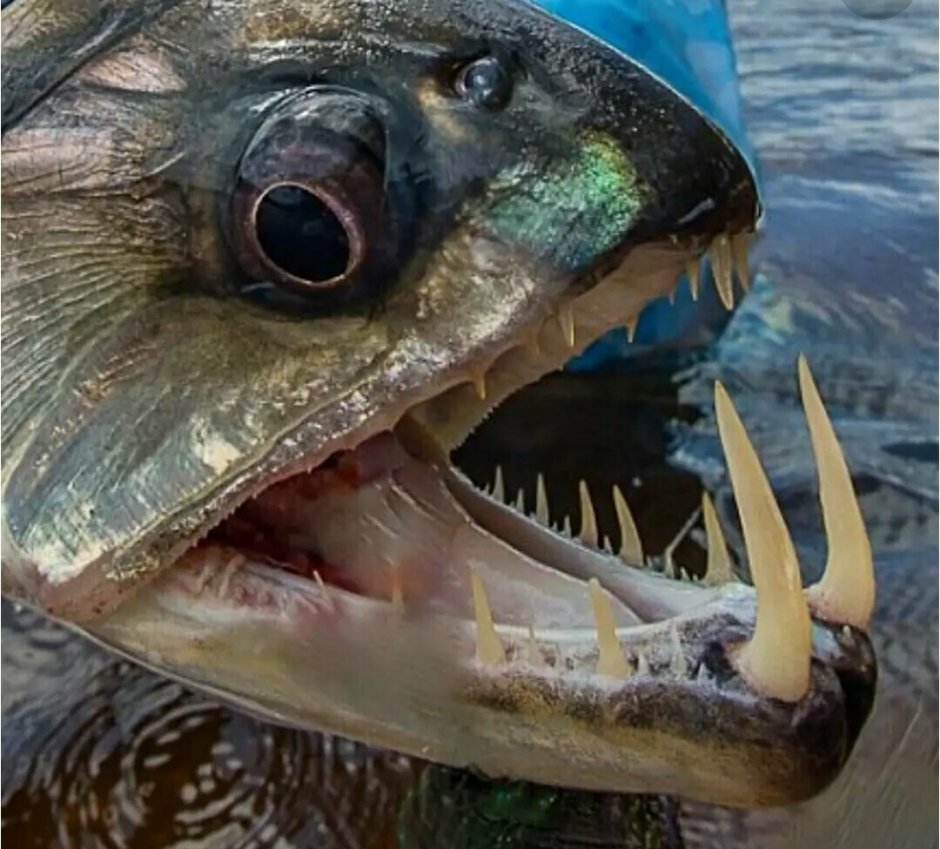 Саблезуб (Anoplogaster cornuta)