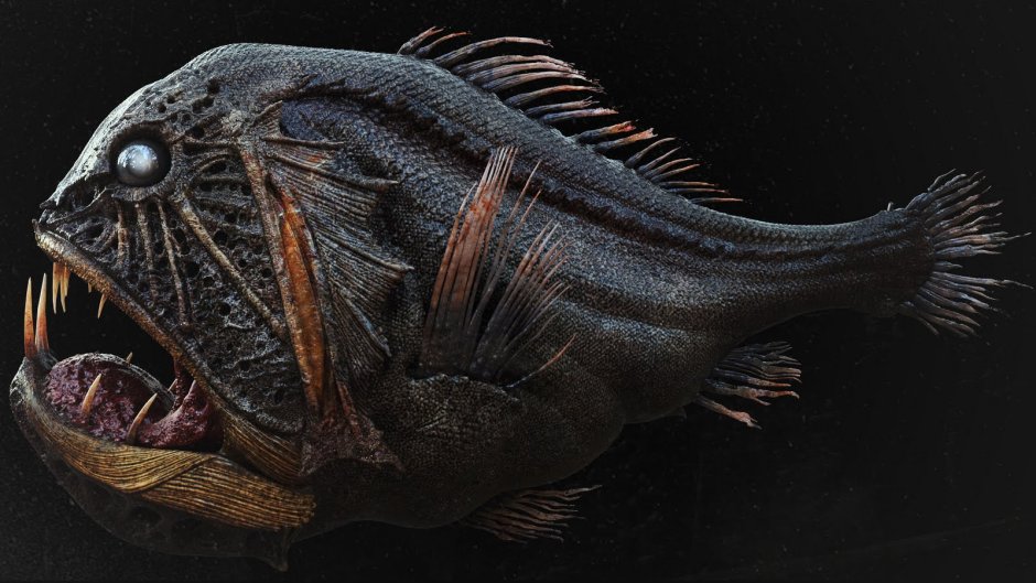 Длиннорогий Саблезуб (Anoplogaster cornuta)