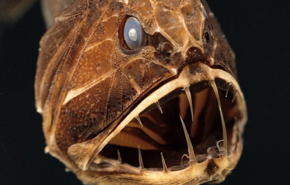 Linophryne brevibarbata