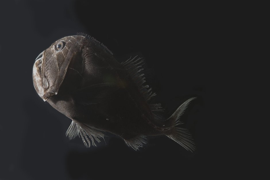 Длиннорогий Саблезуб (Anoplogaster cornuta)