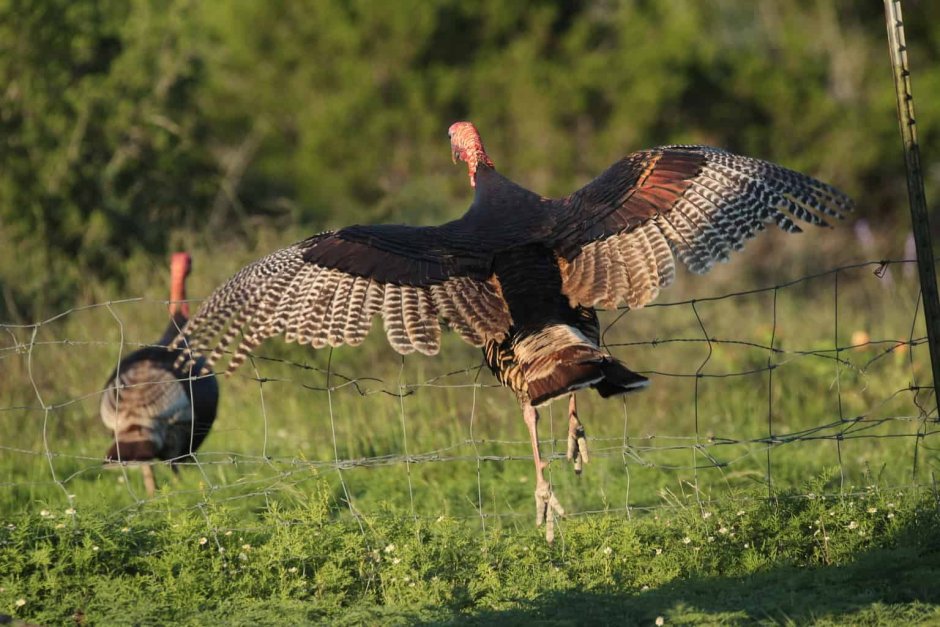 Индейка обыкновенная meleagris gallopavo