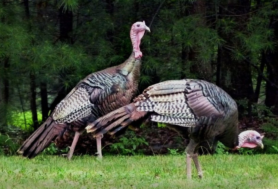 Meleagris gallopavo
