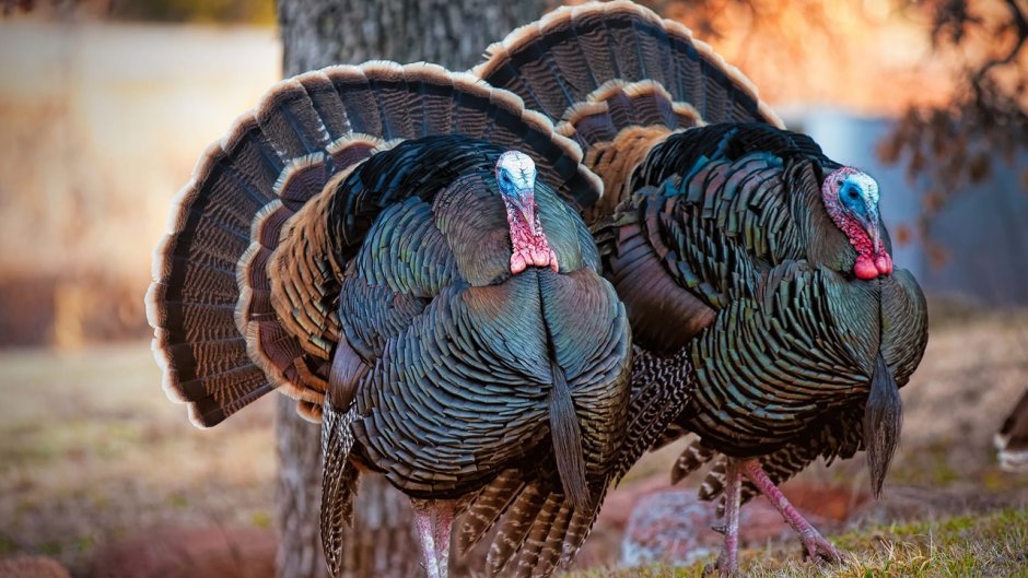 Meleagris gallopavo = обыкновенная индейка, индюк