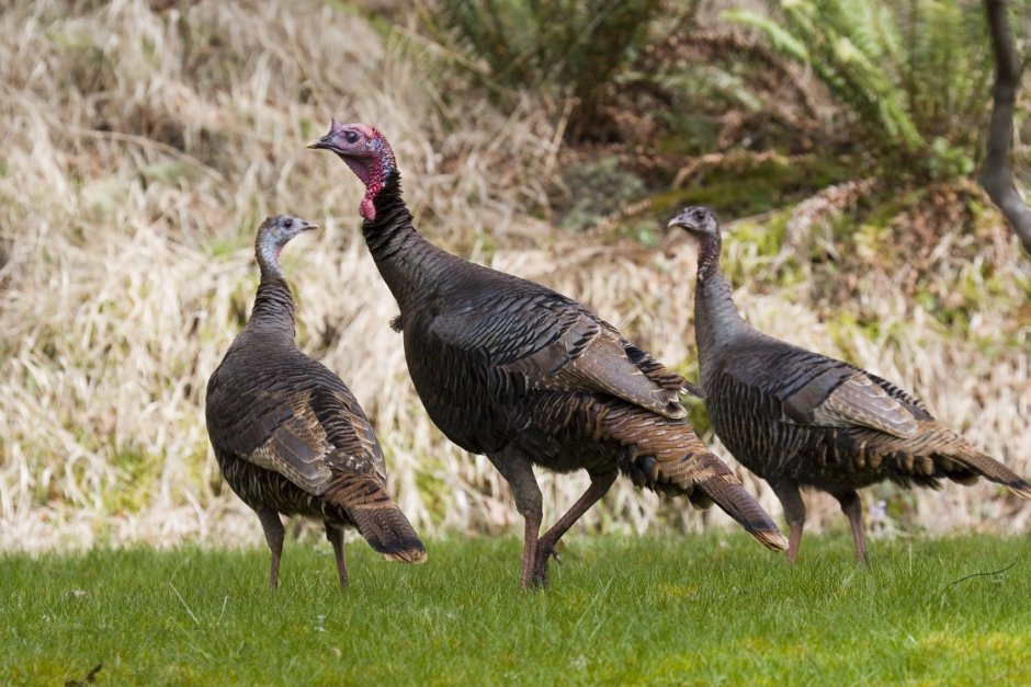 Meleagris gallopavo